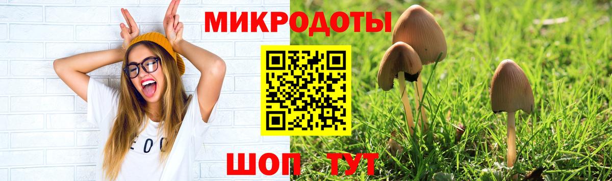 Псилоцибиновые грибы Psilocybe Качканар